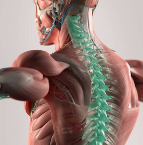 skin spine chirosg.sg