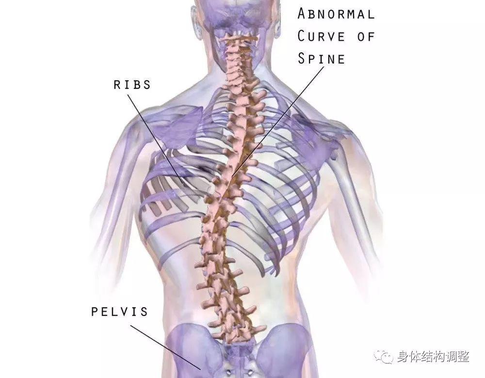 spine2